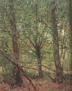 Vincent Van Gogh Trees adn Undergrowth (nn04) Spain oil painting artist